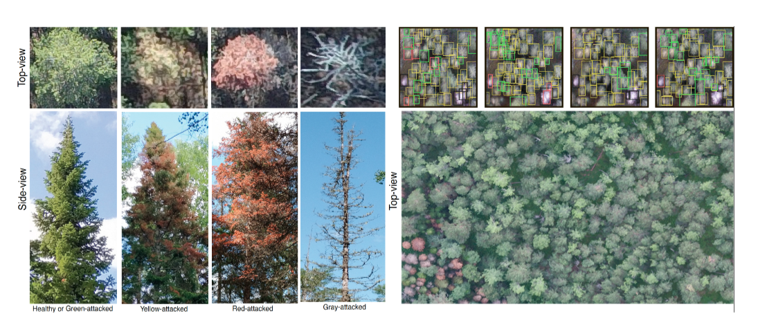 Early Detection of Bark Beetle Attack